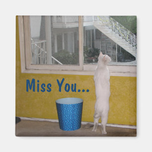 Íman Senhorita Você… Ímã!