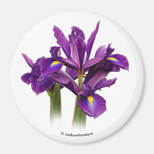Íman Sensação Neerlandesa Roxo