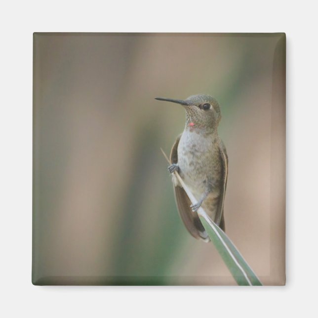 Íman Sentado bonito beija-flor (Frente)