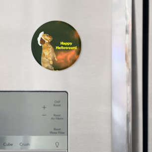 Íman Sentado Bonito para muitos tratamentos