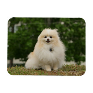 Íman Sentado De Pomeração