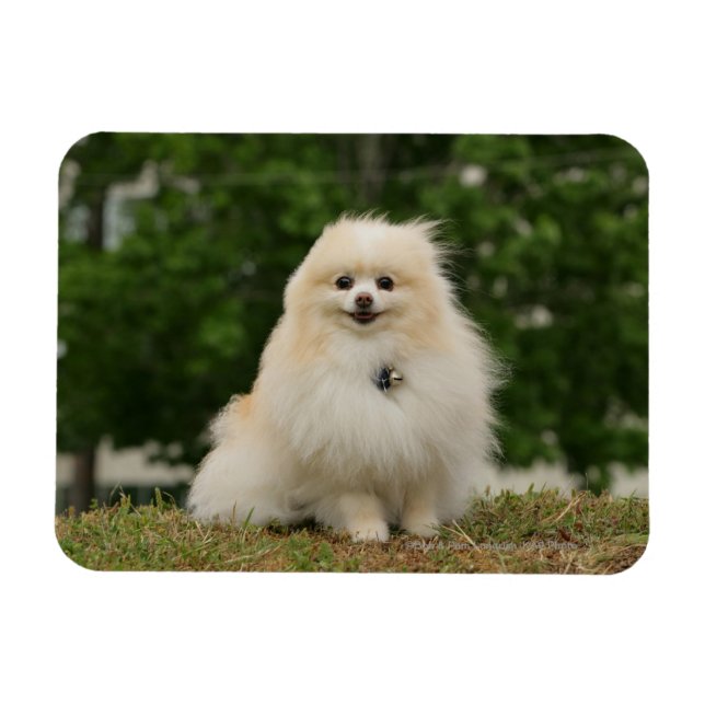 Íman Sentado De Pomeração (Horizontal)