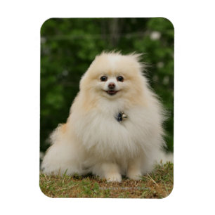 Íman Sentado De Pomeração