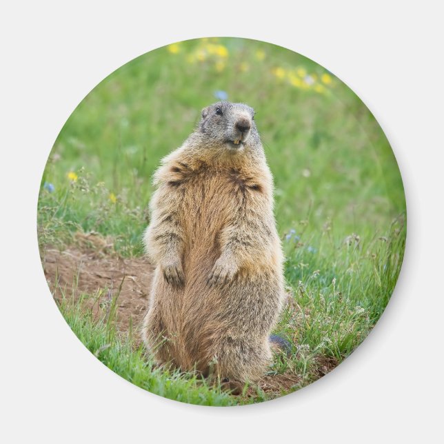 Íman Sentinel marmot (Frente)