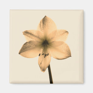 Íman sepia amaryllis