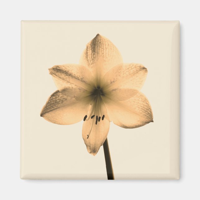 Íman sepia amaryllis (Frente)
