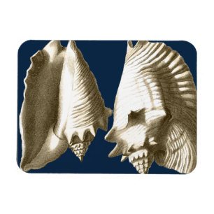 Íman Sepia Conch Seashells
