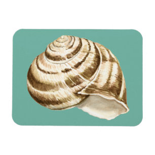 Íman Sepia Striped Shell em Teal