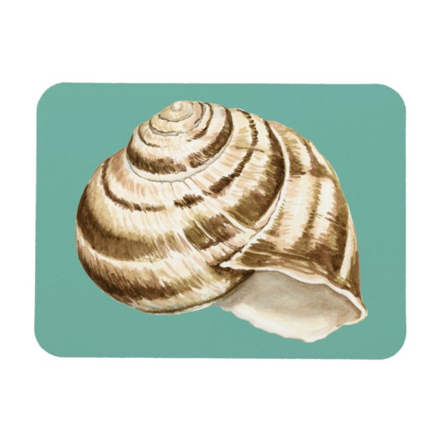 Íman Sepia Striped Shell em Teal (Horizontal)