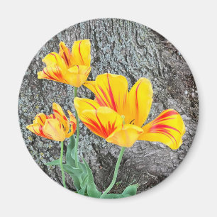 Íman Sequência de três tulipas amarelas /