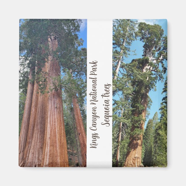 Íman sequoia árvores (Frente)