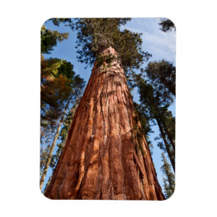 Íman Sequoia Gigante Ascende