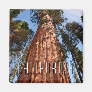 Íman Sequoia Gigante Ascende