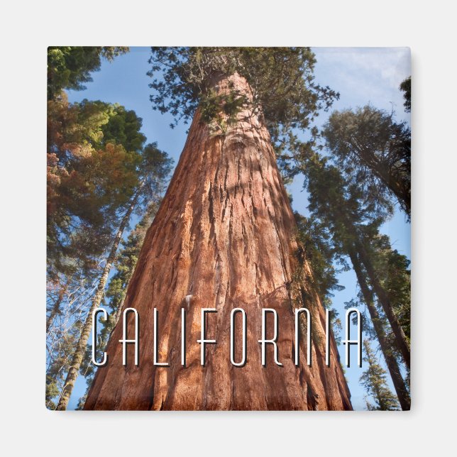 Íman Sequoia Gigante Ascende (Frente)