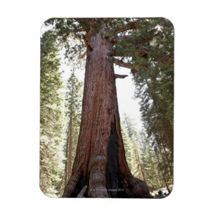 Íman Sequóia gigante no bosque de Mariposa em Yosemite