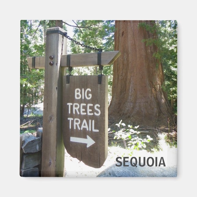 Íman Sequoia Grande Árvores Rastreando Magnet! (Frente)