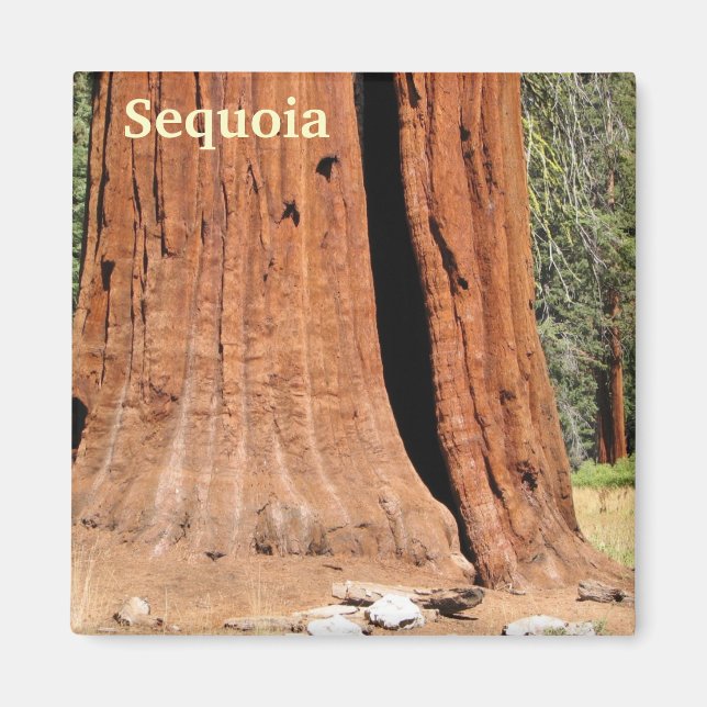 Íman Sequoia Magnet! (Frente)