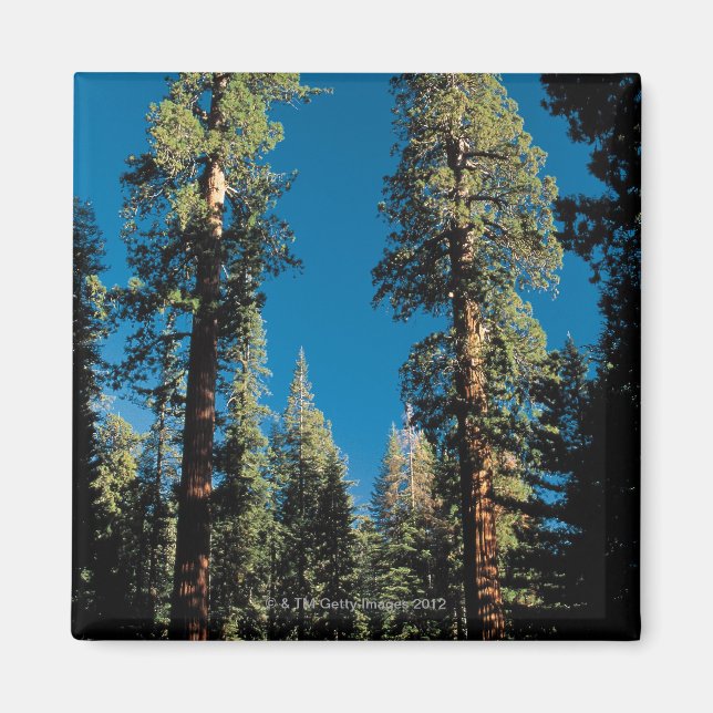 Íman Sequoia National Park, Califórnia (Frente)