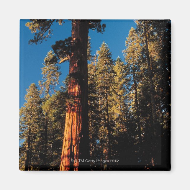 Íman Sequoia National Park, Califórnia 2 (Frente)