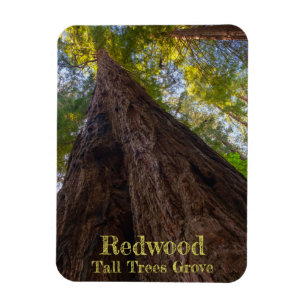 Íman Sequoia Parque Nacional Árvores Altas Procura