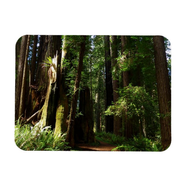 Íman Sequóias e Samambaias no Parque Nacional das Sequó (Horizontal)