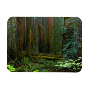 Íman Sequóias em Muir Woods National Park