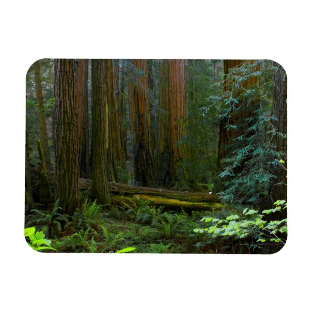 Íman Sequóias em Muir Woods National Park (Horizontal)