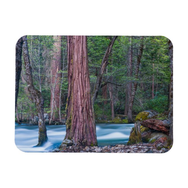 Íman Sequoias & Rio Merced Parque Nacional de Yosemite, (Horizontal)