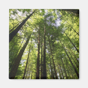 Íman Sequoias, Rotorua, Nova Zelândia