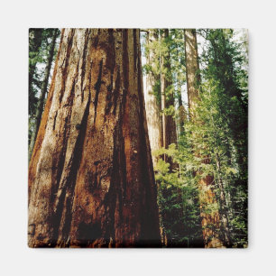 Íman Sequóias vermelhas Yosemite