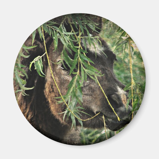 Íman Ser nery (Frente)