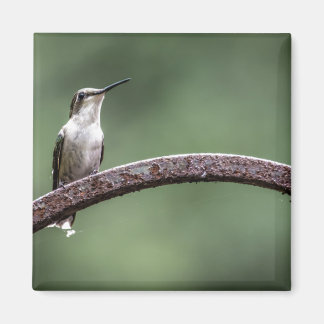 Íman Ser Pequeno Magneta de Hummingbird