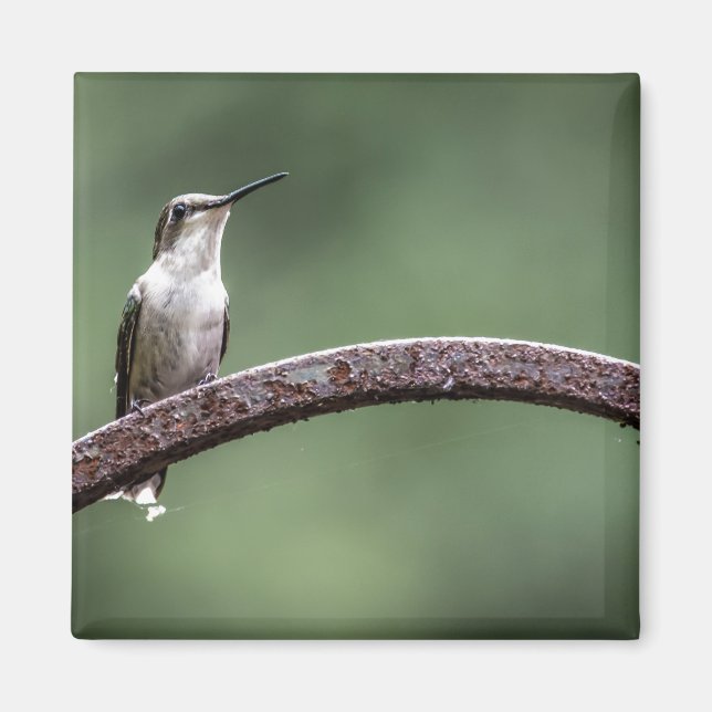 Íman Ser Pequeno Magneta de Hummingbird (Frente)