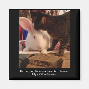 Íman Ser um ímã amigo