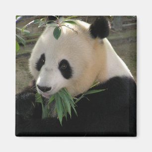 Íman Serenidade do Panda