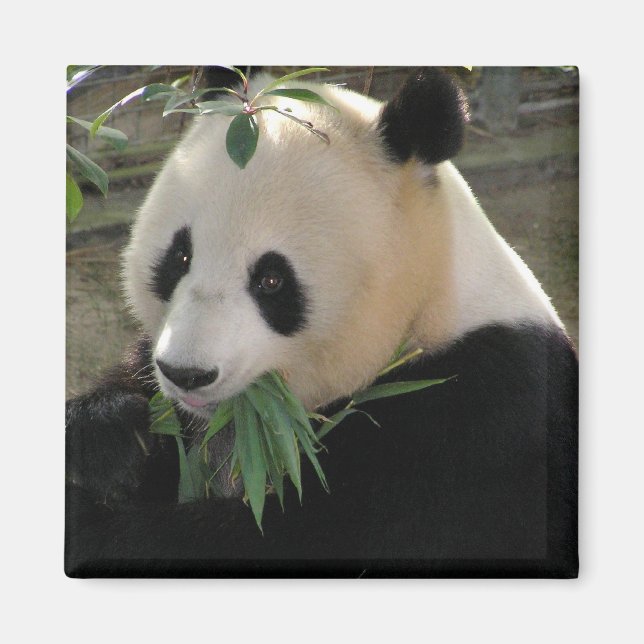 Íman Serenidade do Panda (Frente)