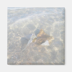 Íman Série Cownose Stingray OBX