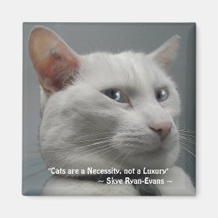 Íman Série ENGRAÇADA do ímã do CAT do BRANCO