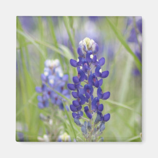 Íman Série SJefferson Texas Bluebonnets nº 1