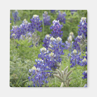 Íman Série SJefferson Texas Bluebonnets nº 2