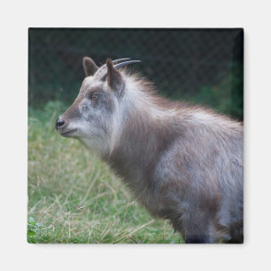 Íman Serow japonês