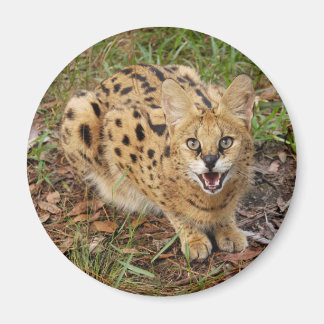 Íman serval 044