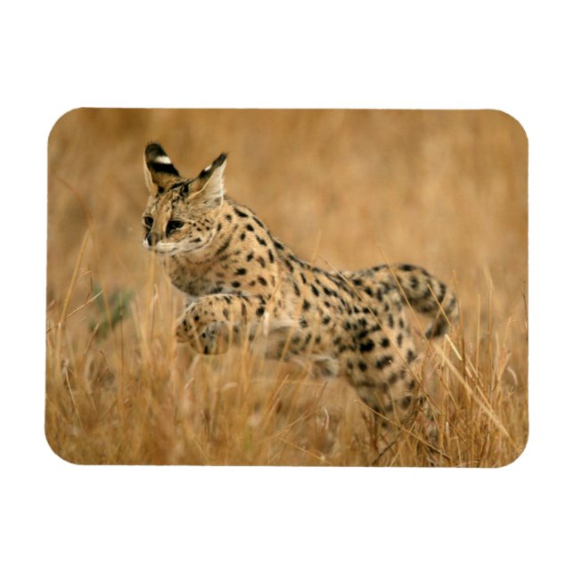 Íman Serval (Leptailurus Serval) Saltando (Horizontal)