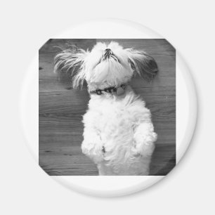 Íman Sesta de Shih Tzu