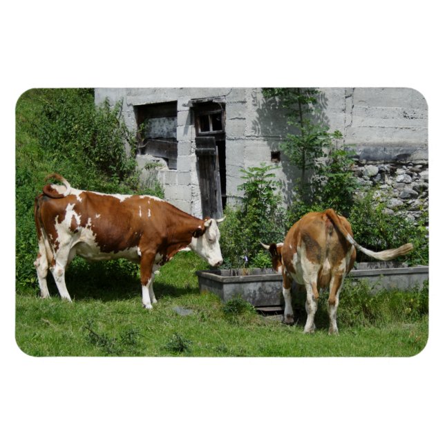 Íman Sesty Fleckvieh (Horizontal)