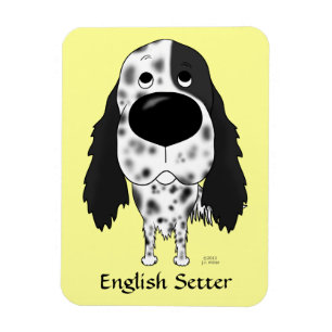 Íman Setter inglês do nariz grande