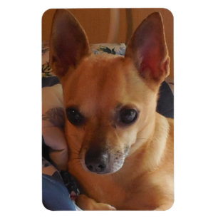 Íman Seu Magneto de Refrigerador de Fotos Pets