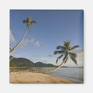 Íman Seychelles, Ilha de Mahe, palmeira horizontal,