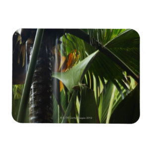Íman Seychelles, Praslin, Vallee de MAI, chuva pesada