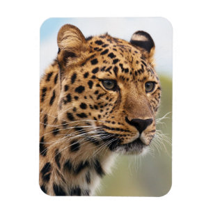 Íman Shaggy Adulto Cheetah na Selvagem